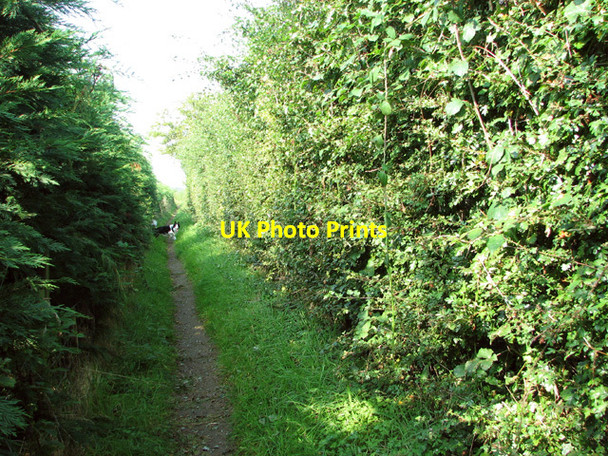 Photo 6"x4" Footpath north of Old Hall Farm Salhouse c2014