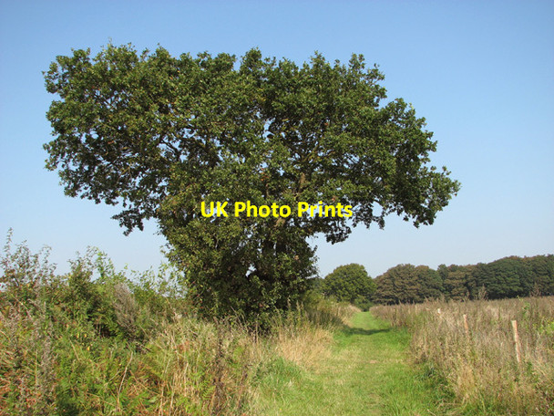 Photo 6"x4" Oak tree beside footpath Salhouse c2014