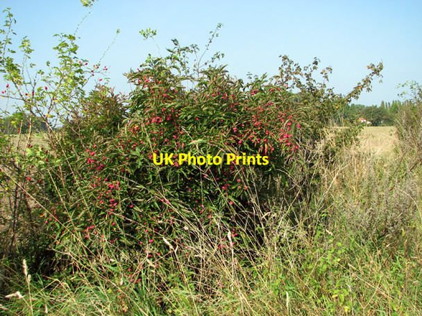 Photo 6"x4" Spindle tree (Euonymus europaeus) Salhouse c2014