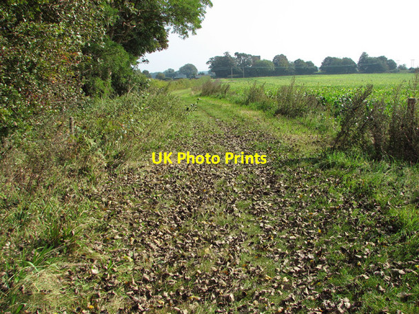 Photo 6"x4" Leaves on the footpath Salhouse c2014