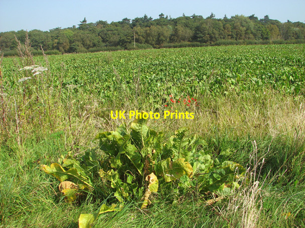 Photo 6"x4" Sugar beet crop field beside Long Lane Cangate c2014