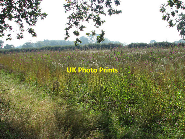 Photo 6"x4" Field south of Long Lane Cangate c2014