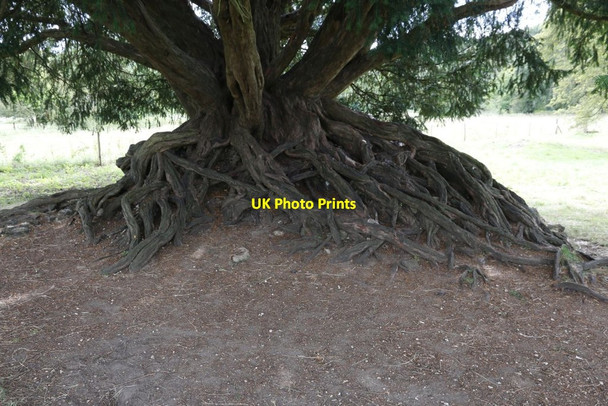 Photo 6"x4" Roots on the tree Farnham\/SU8446 c2014