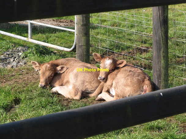 Photo 6"x4" Calves slumbering in the September sun Crossmaglen c2014