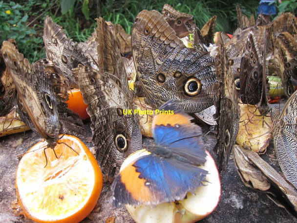 Photo 6"x4" Stratford-Upon-Avon Butterfly Farm Stratford-upon-Avon c2014