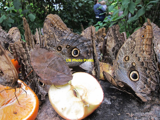 Photo 6"x4" Stratford-Upon-Avon Butterfly Farm Stratford-upon-Avon c2014 P1