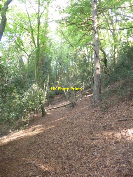 Photo 6"x4" Castle Hill, hillside Fordingbridge c2014