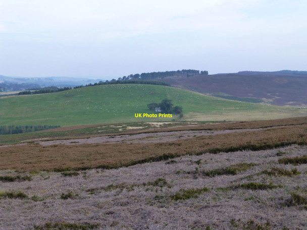 Photo 6"x4" Mowed heather on Cartington Hill Cartington c2014