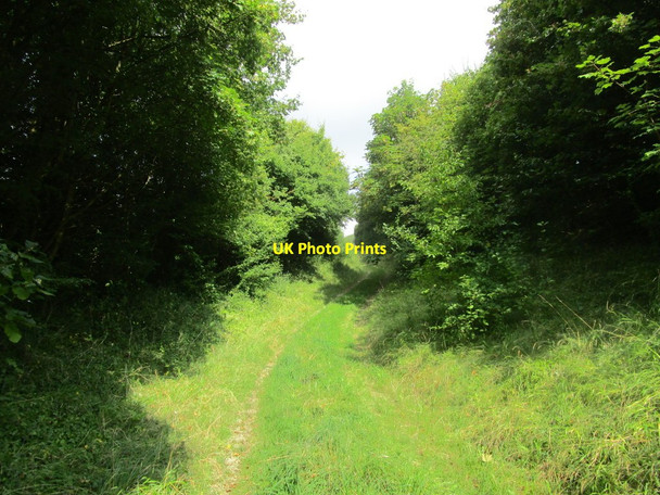 Photo 6"x4" Butt Lane Hollow Bere Regis c2014