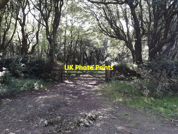 Photo 6"x4" Track into the woods Higher Cransworth c2014