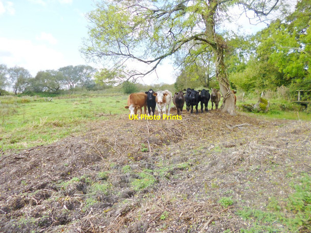 Photo 6"x4" Hale, cattle grazing Woodgreen\/SU1717 c2014