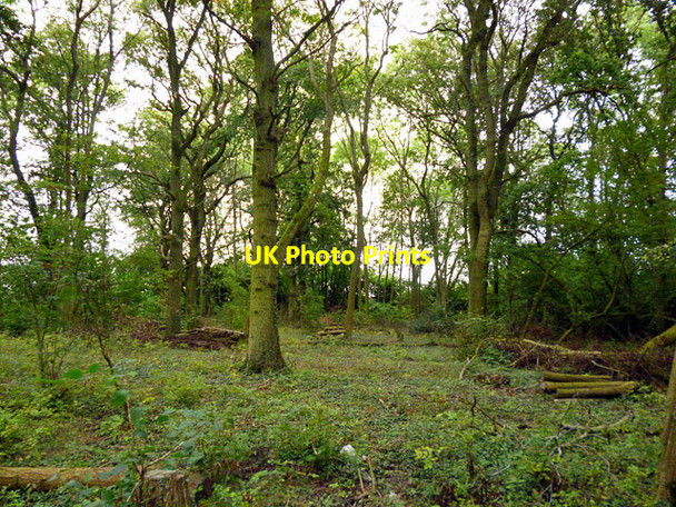 Photo 6"x4" In Clay's Copse Hillside\/SU7550 c2014