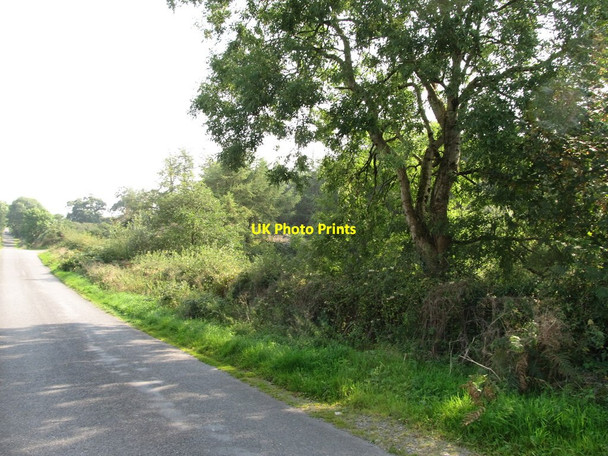 Photo 6"x4" Wooded wetland on the west side of Kiltybane Road Cullyhanna c2014