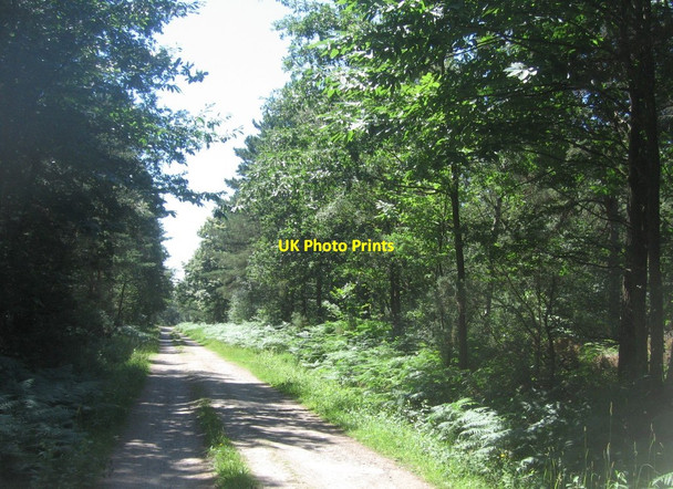 Photo 6"x4" Track \/ bridleway across Hawley Common Fox Lane c2014