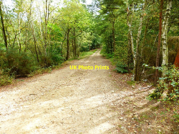 Photo 6"x4" Woodland track on MoD land Aldershot c2014