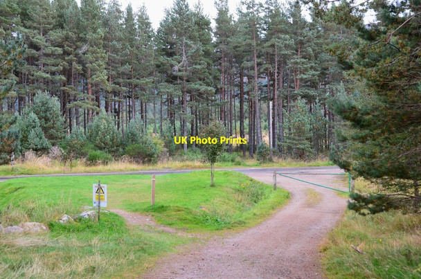Photo 6"x4" Track meets the ski road, Glen More Glen More\/NH9809 c2014