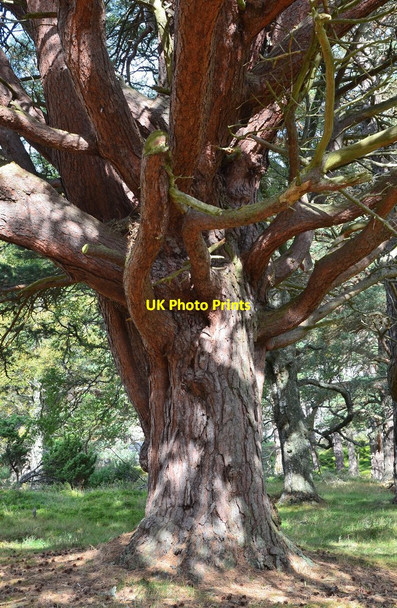 Photo 6"x4" Old Scots pine, Glen Feshie Carnachuin c2014