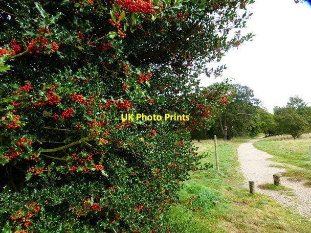 Photo 6"x4" Path from parking area with berry-laden holly bush Church Crookham c2014