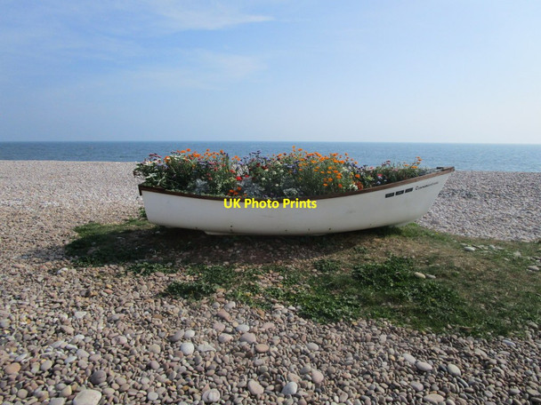 Photo 6"x4" Boat planter, Budleigh Salterton Budleigh Salterton c2014