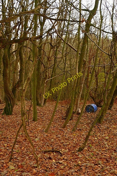 Photo 6"x4" In The Gully Anvilles c2008