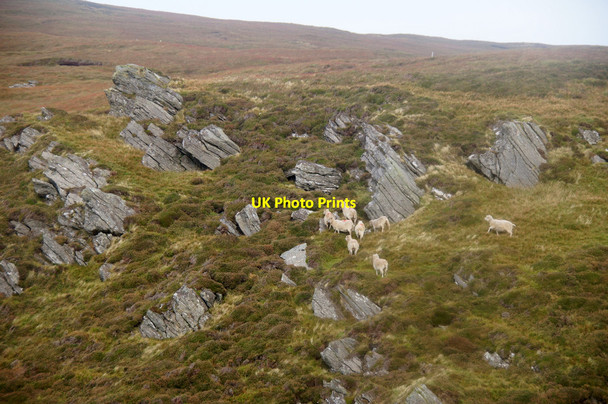 Photo 6"x4" Sheep in Hamars Dale, near Libbers Hill Burrafirth c2014