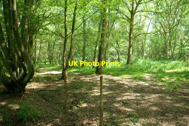 Photo 6"x4" In the woods, 2007 Ifieldwood c2007