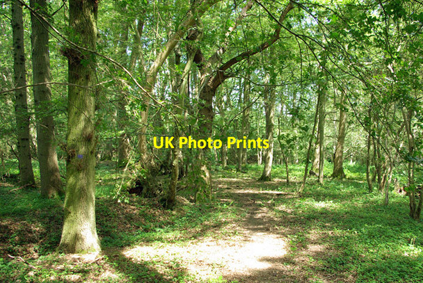 Photo 6"x4" In the woods, 2007 Ifieldwood c2007