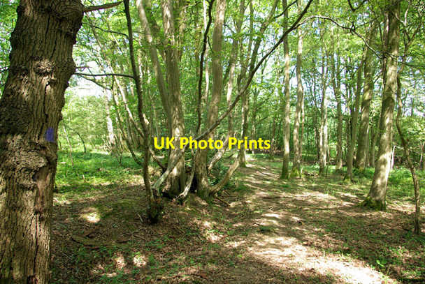 Photo 6"x4" In the woods, 2007 Ifieldwood c2007