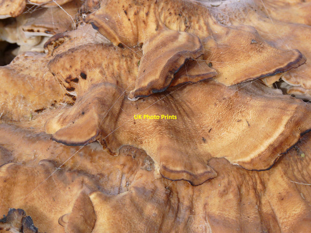 Photo 6"x4" Fungus on tree stump in Sturton churchyard North Leverton with Habblesthorpe c2014