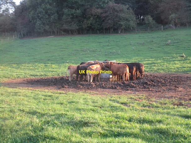 Photo 6"x4" Cattle feeding Riplingham c2014