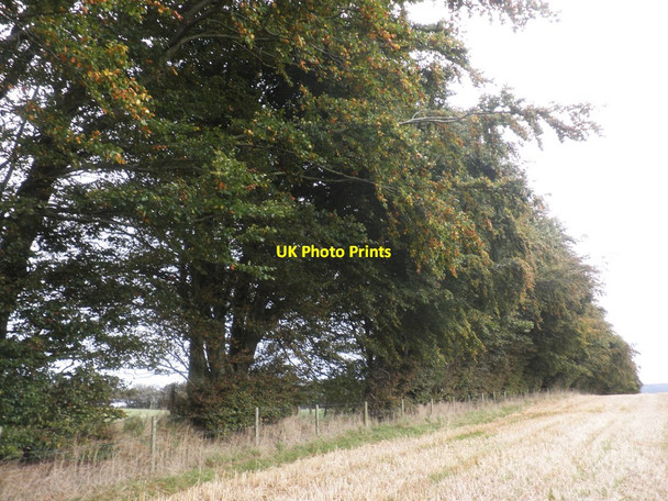 Photo 6"x4" Shelter belt above Elworthy Ashbeer c2014