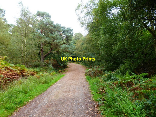 Photo 6"x4" Approaching a bend on the main bridleway on Yately Common Darby Green c2014