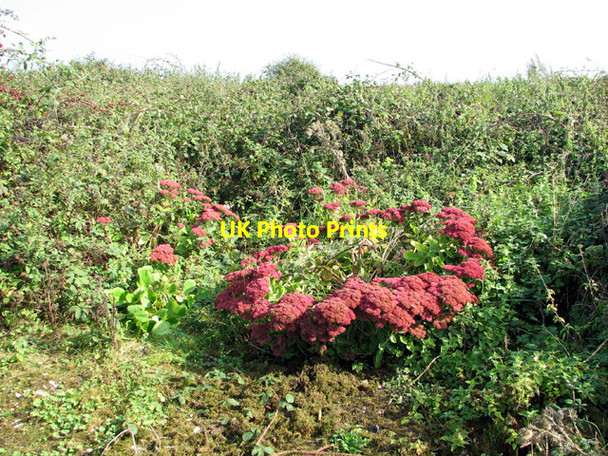 Photo 6"x4" A patch of red valerian (Centranthus ruber) Matlaske c2014