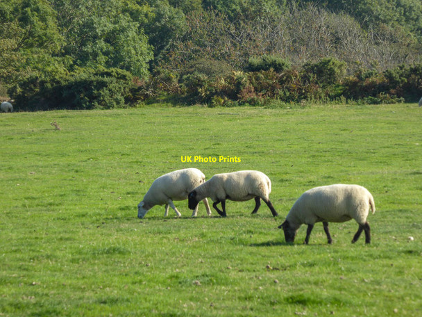 Photo 6"x4" Sheep on Farmland near Viewpoint, Peak Hill, Sidmouth, Devon Sidmouth c2014