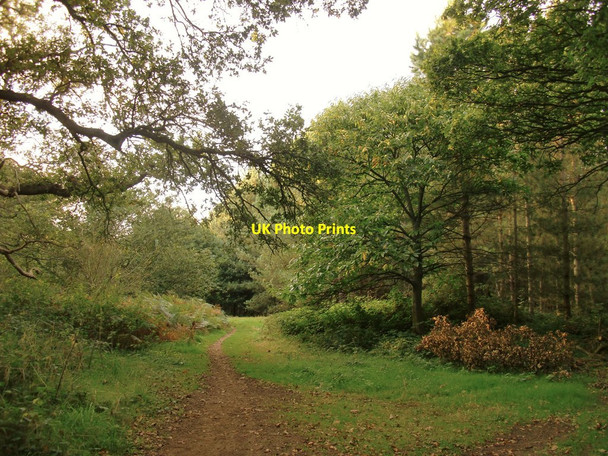 Photo 6"x4" The North Downs Way in Totford Wood Seale c2014
