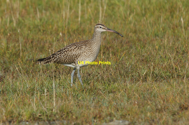 Photo 6"x4" Whimbrel (Numenius phaeopus), Baltasound Voesgarth c2014