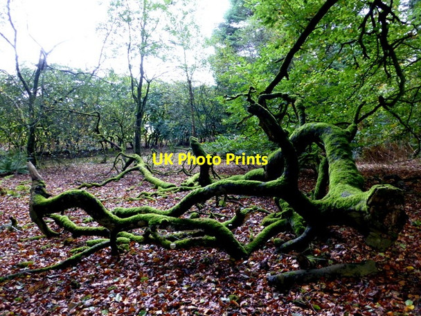 Photo 6"x4" Mossy trunks, Seskinore Seskinore c2014