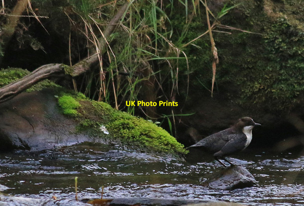 Photo 6"x4" Dipper in the Murk Esk Green End\/NZ8203 c2014