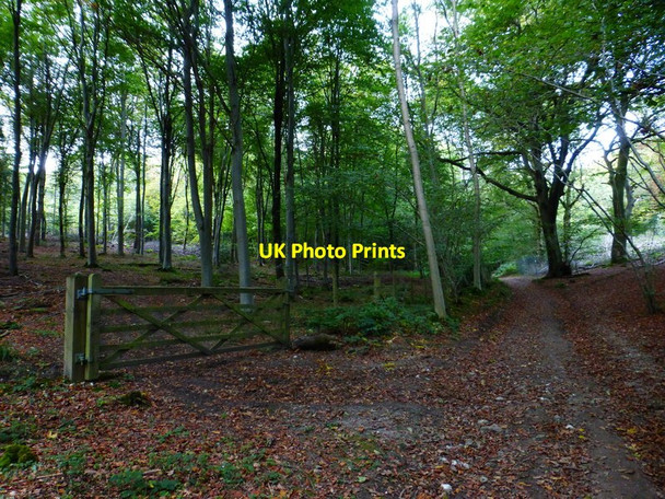 Photo 6"x4" Footpath passes gated track in Hyden Wood Clanfield\/SU7016 c2014