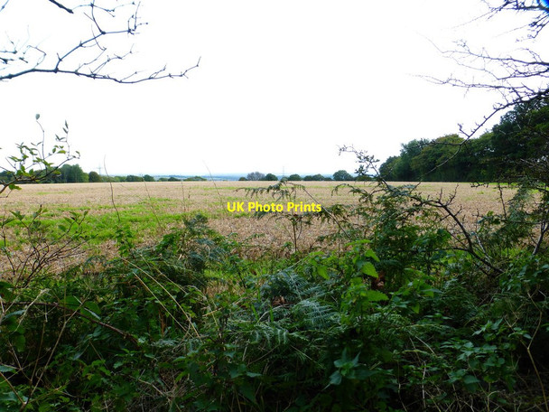 Photo 6"x4" Looking south from the SDW over large field to pylon Clanfield\/SU7016 c2014