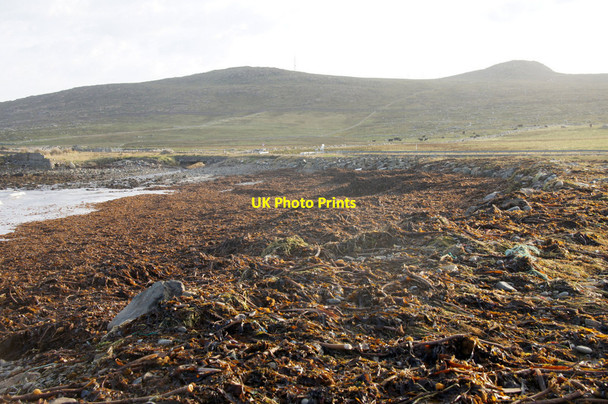 Photo 6"x4" Seaweed on Whaal Ayre, Haroldswick Bothen c2014