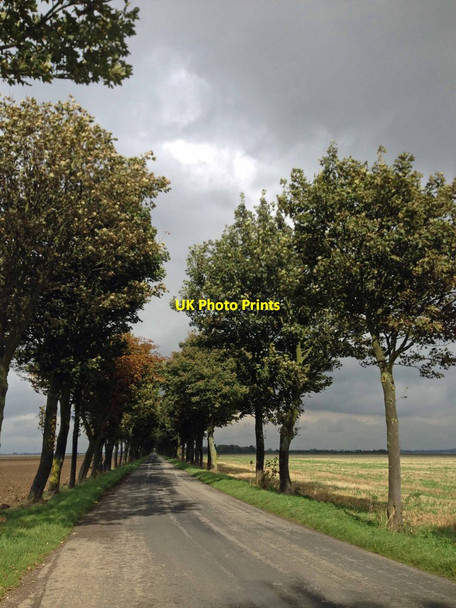 Photo 6"x4" A tree lined Sunk Island Road Ottringham c2014
