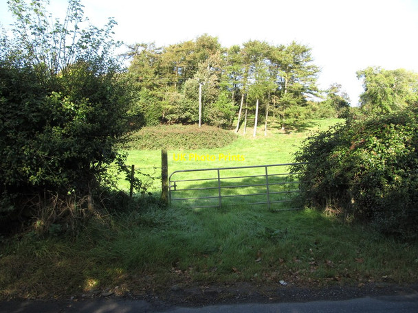 Photo 6"x4" Conifer plantation above Loughinisland Lake Loughinisland c2014