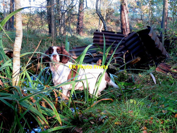 Photo 6"x4" Exploring a boathouse of yesteryear on Spynie Loch Windyridge\/NJ2367 c2014