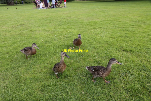 Photo 6"x4" Ducks on the Run Cufaude c2014