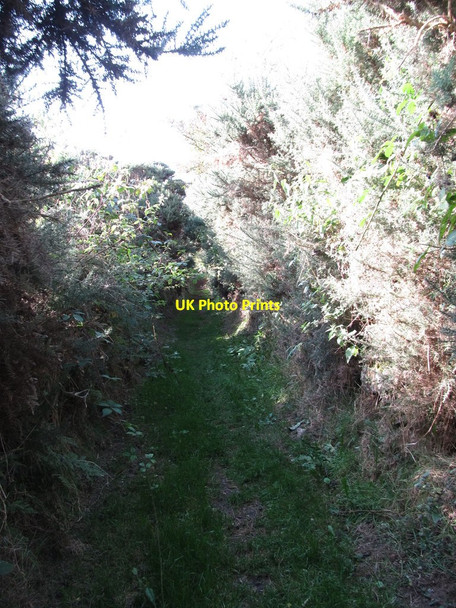 Photo 6"x4" Green lane leading from the Ballynoe Road to the Ballynoe Stone Circle Downpatrick c2014