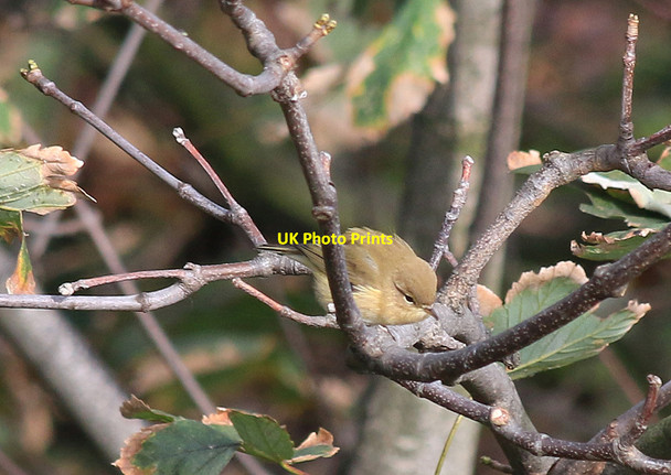 Photo 6"x4" Willow warbler in coastal thicket Sandsend\/NZ8612 c2014