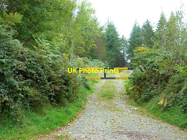Photo 6"x4" Forest track at Ballydowling Greenan\/T1487 c2014 P1