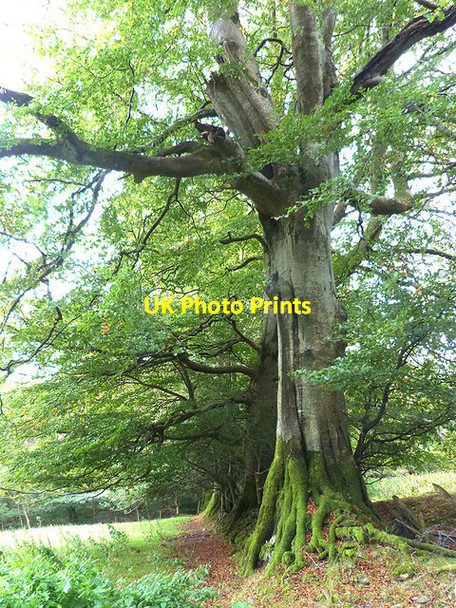 Photo 6"x4" Row of beech trees, Ballysheeman Rathdrum c2014