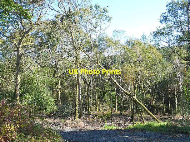 Photo 6"x4" Woodland at Glenwood Rathdrum c2014